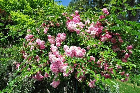 Rosier pleureur: Plantation, entretien, meilleures variétés.